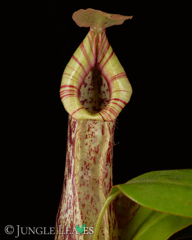 Nepenthes × Mojito