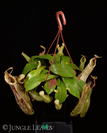 Nepenthes × Mojito