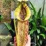 Nepenthes 'Mojito'