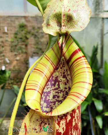 Nepenthes × Mojito