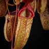 Nepenthes 'Sam' (N. ventricosa x talangensis)