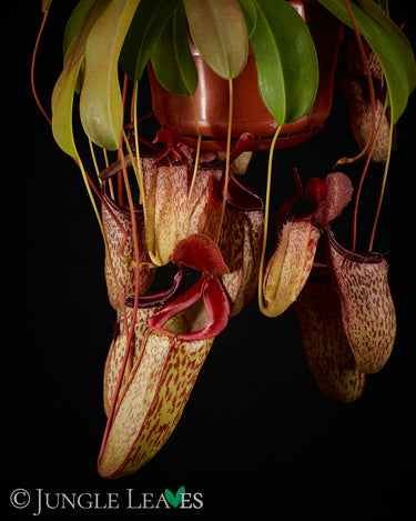 Nepenthes 'Sam' (N. ventricosa x talangensis)