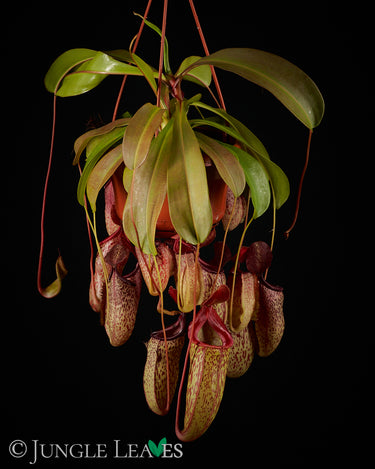 Nepenthes 'Sam' (N. ventricosa x talangensis)