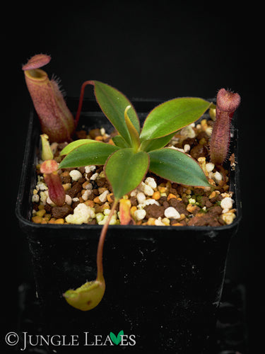 Nepenthes attenboroughii BCP