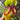 Nepenthes macrophylla
