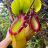 Nepenthes macrophylla