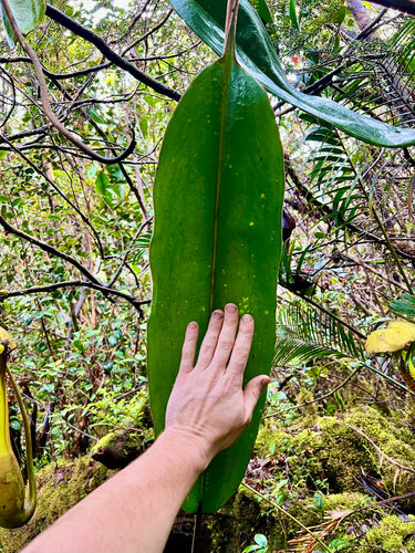 Nepenthes macrophylla