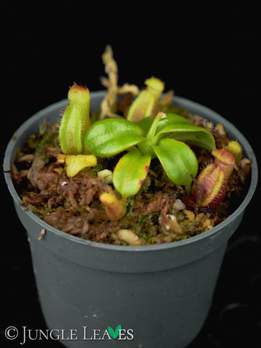 Nepenthes macrophylla BCP