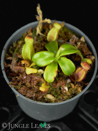 Nepenthes macrophylla BCP
