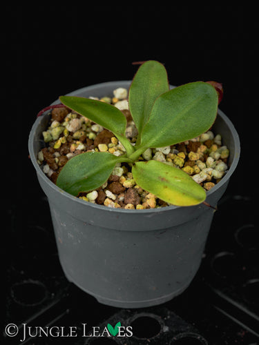 Nepenthes rajah BCP