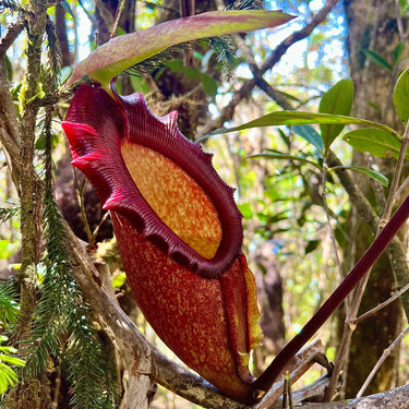 Nepenthes rajah