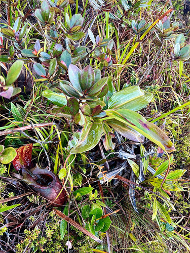 Nepenthes rajah