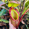 Nepenthes rajah