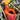 Nepenthes villosa