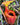 Nepenthes villosa