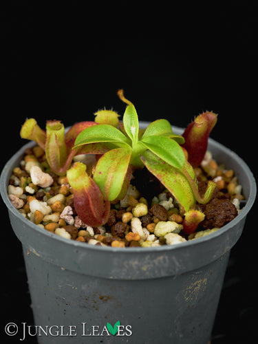Nepenthes villosa BCP