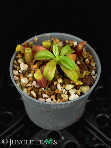 Nepenthes villosa BCP