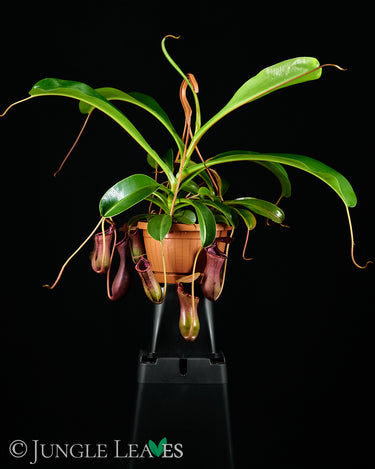Nepenthes × Briggsiana (lowii × ventricosa)