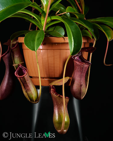 Nepenthes × Briggsiana (lowii × ventricosa)
