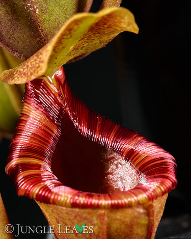Nepenthes × Briggsiana (lowii × ventricosa)