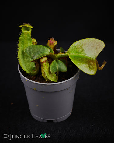 Nepenthes truncata (Pantaron Range, Mindanao)