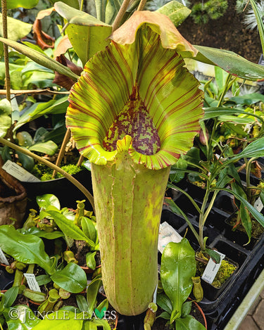 Nepenthes truncata (Pantaron Range, Mindanao)