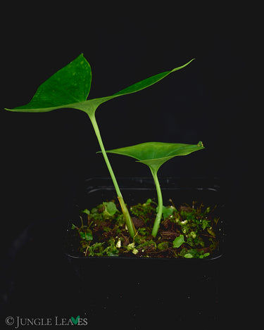 Nephthytis afzelii