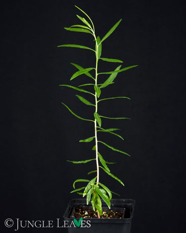 Nymania capensis (Chinesischer Laternenbaum)