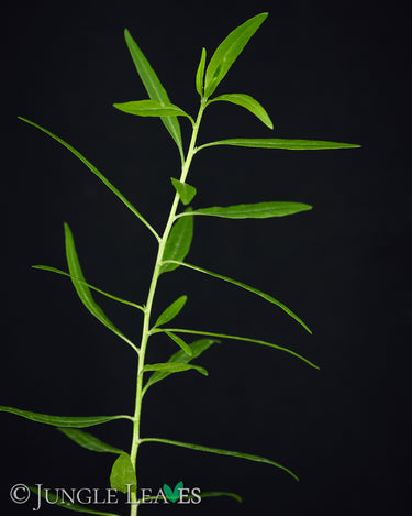 Nymania capensis (Chinesischer Laternenbaum)