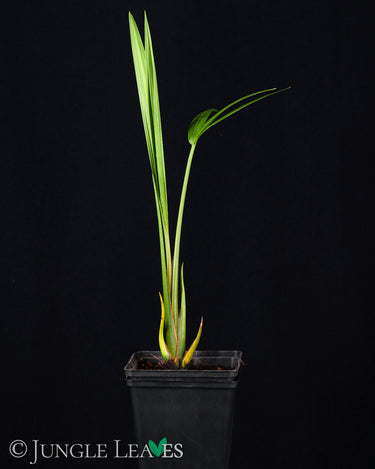 Nypa fruticans (Mangrovenpalme, Nipapalme)