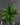 Ophiopogon japonicus 'Minor'