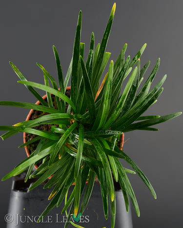 Ophiopogon japonicus 'Minor'