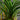 Ophiopogon japonicus 'Minor'