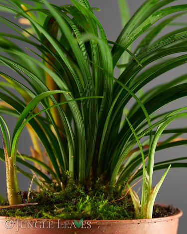 Ophiopogon japonicus 'Minor'