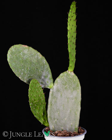 Opuntia ficus-indica