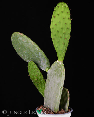 Opuntia ficus-indica