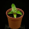 Orhophytum gurkenii