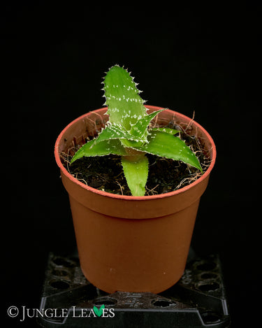 Orhophytum gurkenii