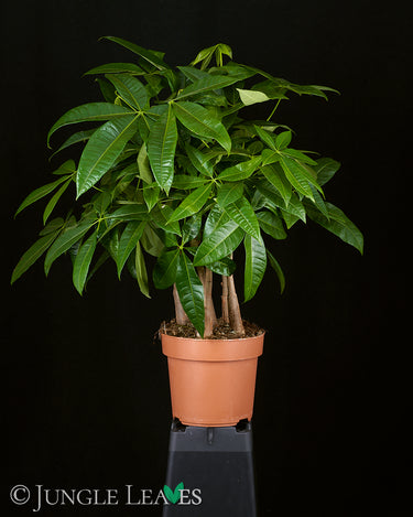 Pachira aquatica