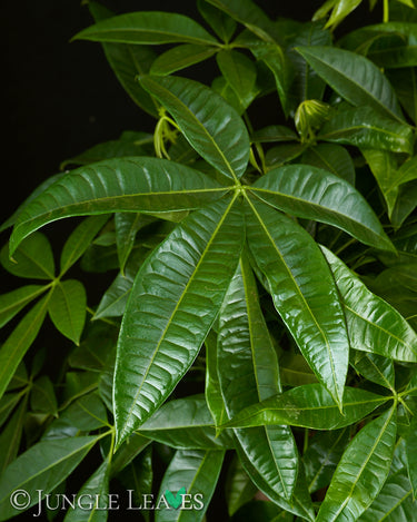 Pachira aquatica