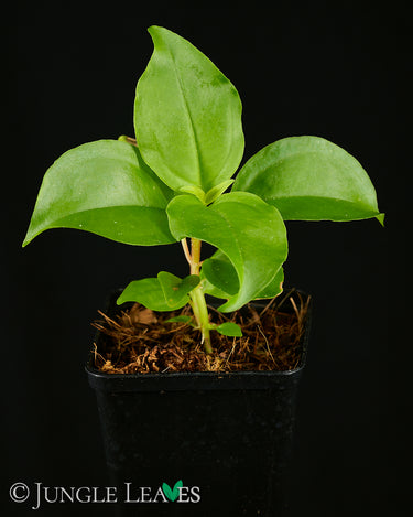 Pachycentria spec.
