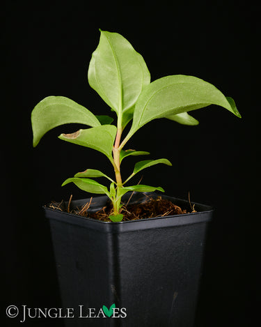 Pachycentria spec.