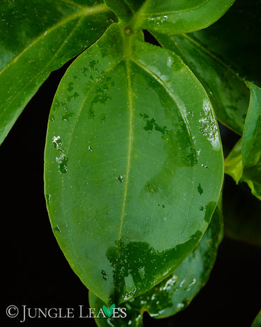 Pachycentria spec.