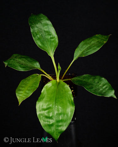 Palisota barteri
