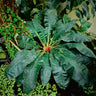 Palisota barteri