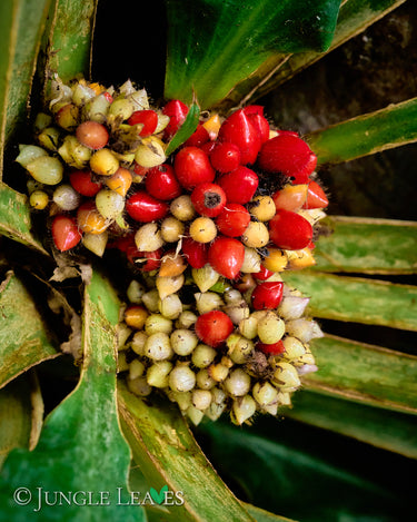Palisota barteri