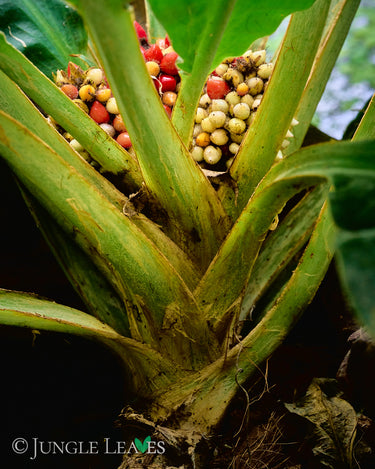 Palisota barteri