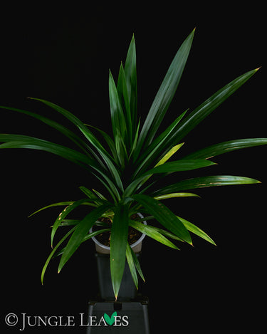 Pandanus veitchii