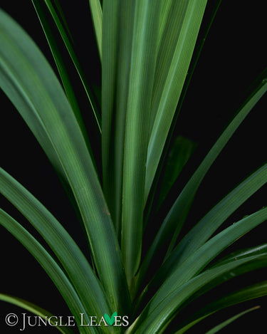 Pandanus veitchii