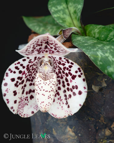 Paphiopedilum bellatulum